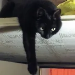 マヤ・クラーク